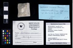 NHMW-GEO-2007z0149-0225_Ol_02.tifGastrosacus eminens (Blaschke, 1911)  (NHMW-GEO-2007z0149-0225)